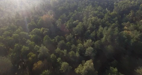 Aerial panoramic view of endless green tree tops on sunrise.  Stock Footage 101264342