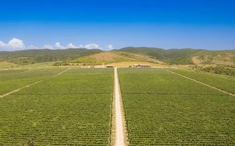 Aerial panoramic view of endless rows of green vineyard plantation. Lush Stock Photos