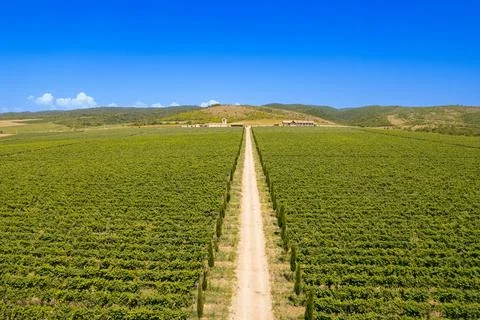 Aerial panoramic view of endless rows of green vineyard plantation. Lush Stock Photos