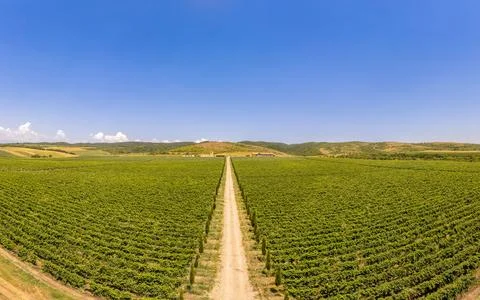 Aerial panoramic view of endless rows of green vineyard plantation. Lush Stock Photos