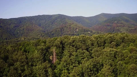Aerial panoramic view flying over green forest trees on mountain, drone shot. Stock-Footage 85074571