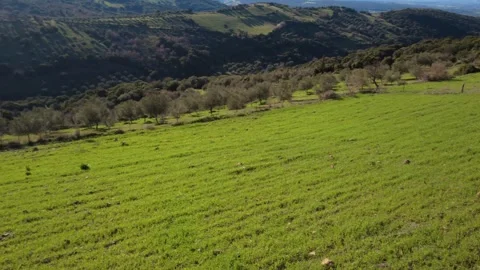 Aerial panoramic view of green plain olive groves and forest hills Stock Footage 337459203