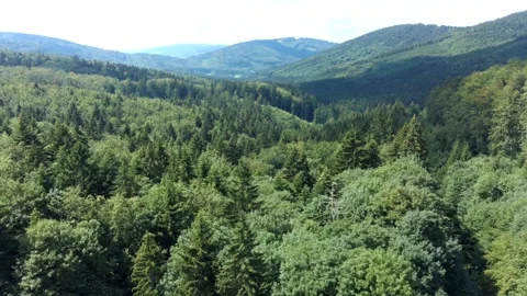 Aerial panoramic view of mixed forest on Czech and Slovak boundary. Stock Footage 138344304