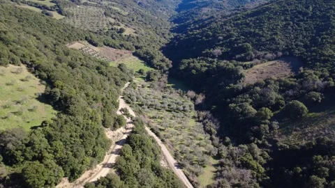 Aerial panoramic view of olive groves on slope with canyon river Stock Footage 337459527