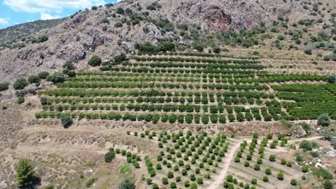 Aerial panoramic view of organized orange grove on rocky mountain terrain Stock Footage 343948837