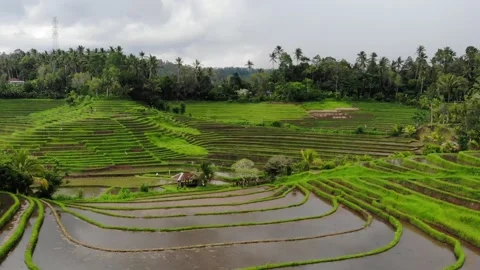 Aerial Panoramic View of Rice Field in Bali Indonesia in Slow Motion Stock Footage 142300297