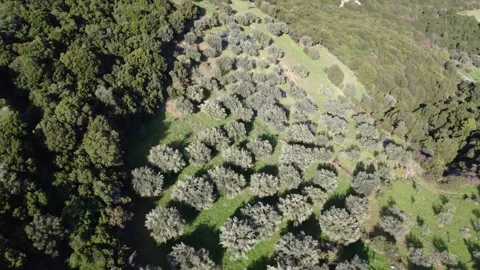 Aerial panoramic view of traditional olive grove on mountain Stock Footage 343992840