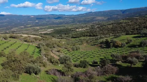 Aerial panoramic view of valley with olive groves fields and mountains Stock Footage 337459306