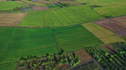 Aerial panoramic view of vibrant green and golden harvest rice fields 스톡 동영상 334586867