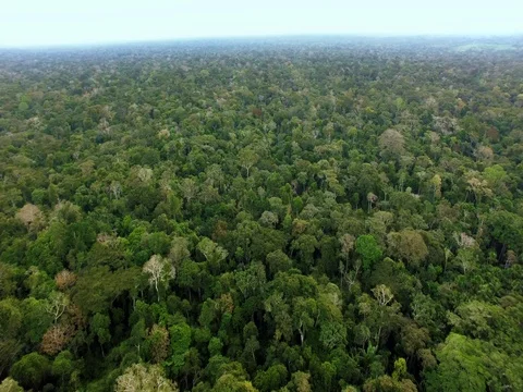 Aerial panoramic view of virgin forest in the Amazon rainforest Stock Footage 76974093