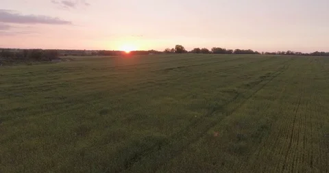 Aerial panoramic view of  wheat field and beautiful sunset Stock-Footage 129281722