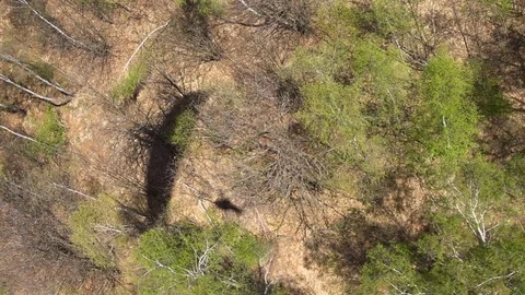 Aerial of paragliders shadow in the forest Stock-Footage 76005537