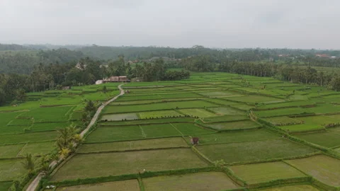 Aerial Parallax Drone Orbit Over Rural Rice Terraces and Pathway Stock Footage 346294509