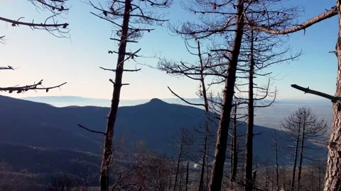 Aerial pass through burned tree, mountains and sky as a background Vidéo 144921379