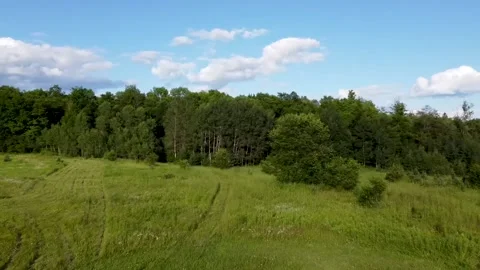 Aerial: Passing a Tree Stock Footage 138115425