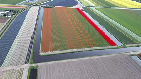 Aerial Patchwork of Colorful Tulip Fields and Canals in Lisse Vídeo Stock 331228292