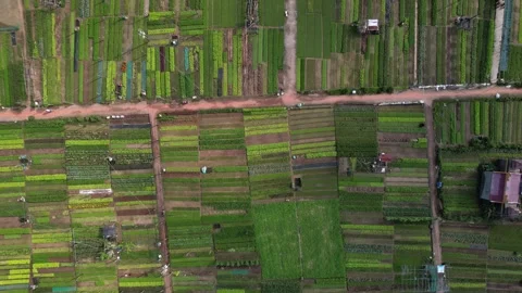 Aerial Patchwork Farmland   Da Nang, Vietnam Stock Footage 264513434