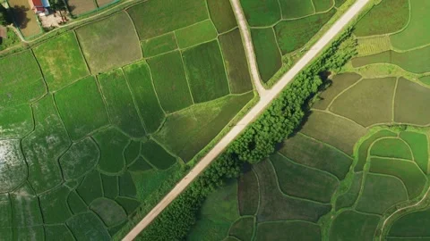 Aerial Patchwork Rice Fields Rural Road Stock Footage 263512793