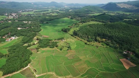 Aerial Patchwork of Verdant Rice Fields Stock Footage 263512731