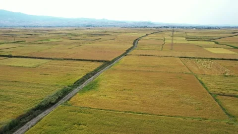 Aerial of path surrounded by many green, rice fields. 4K Video. Stock Footage 161847412
