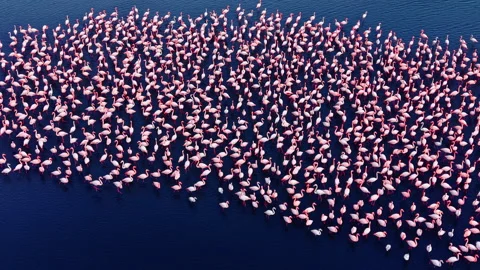 Aerial pattern of flamingo flock on dark water, Bulgaria Stock Footage 340406337