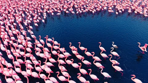 Aerial pattern of flamingo lines walking through water Stock Footage 340411326