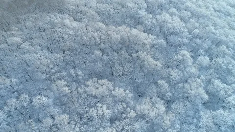 Aerial pattern frost trees white snow frozen cold winter abstract forest crow    Stock Footage 107256848