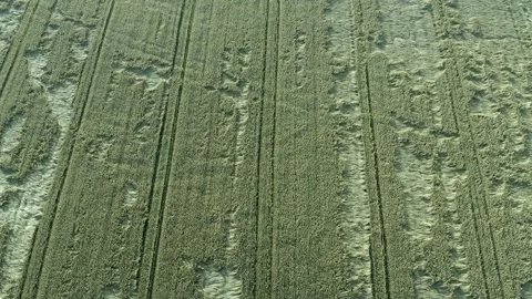 Aerial pattern of frosty rows of cereal crop lying down in green field 스톡 동영상 163697673