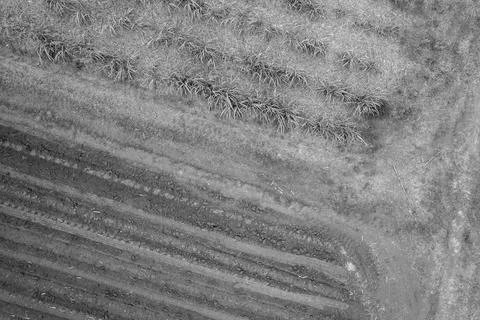 Aerial Pattern Of Sugar Cane Field In Black And White Stock Photos