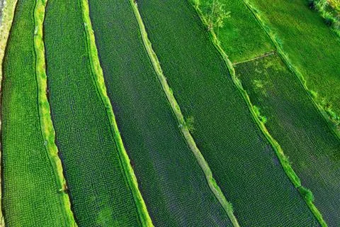 Aerial Pattern of Terraced Rice Fields in Rural Indonesia Stock Photos