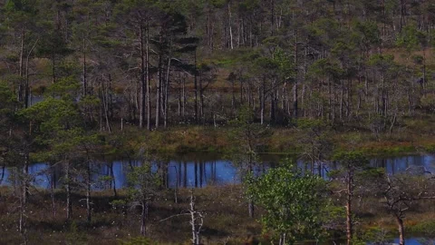 Aerial peat bog and pools in Kemeri National Park, Latvia, morning Vidéo 337036546