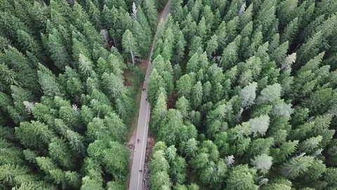 Aerial, People in the Forest Stock Footage 80729247
