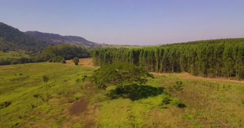 Aerial Perspective of an amazing tree. Vídeos de archivo 157236878