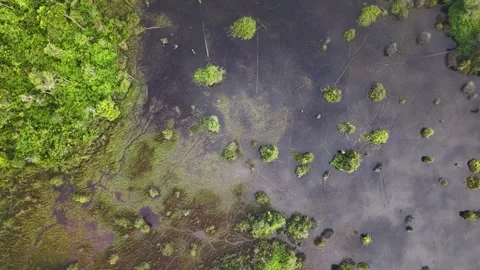 Aerial perspective captures lush green forest meeting dark water body Stock Footage 337726392