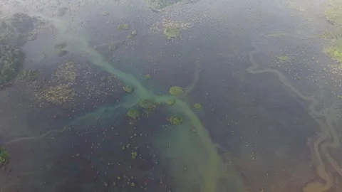 Aerial perspective captures a winding river with gentle green currents Видео 332599335