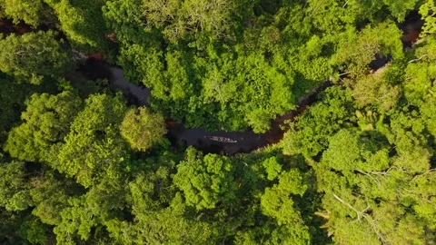 Aerial perspective capturing Amazon rainforests verdant canopy, serpentine river Stock-Footage 308411606