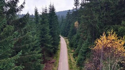 Aerial Perspective Capturing Rugged Dirt Road Cutting Across Thick Pine For.. Stock Photos