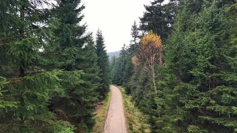 Aerial Perspective Capturing Rugged Dirt Road Cutting Across Thick Pine For.. Stock Photos