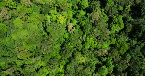 An aerial perspective of a dense evergreen forest with lush groundcover Stock Footage 266473985