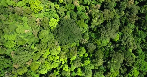An aerial perspective of a dense evergreen forest with lush groundcover Stock Footage 268400401