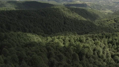Aerial Perspective of A Forest. 4k Cinematic Reveal Shot. 库存影片 201623915