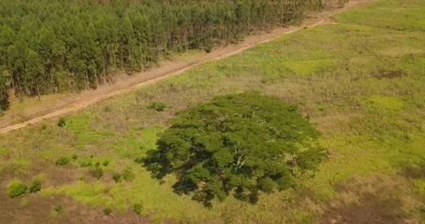 Aerial Perspective of Gorgeous tree. Stock Footage 157235619