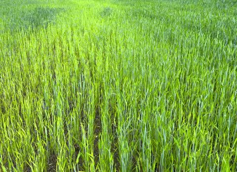 Aerial perspective of green field with uniform grass texture surface. Top vie 스톡 사진