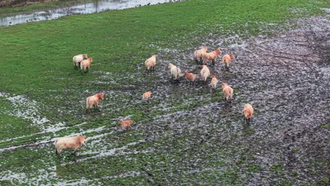 Aerial perspective of a herd of light brown cattle grazing in a muddy pasture Stock Footage 329034391