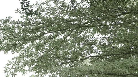 Aerial Perspective - A Journey Through the Trees Stock Footage 318469477