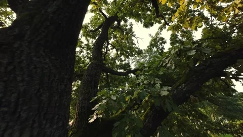 Aerial perspective of large tree branches and dense foliage, captured by a drone Stockbeeldmateriaal 285346700
