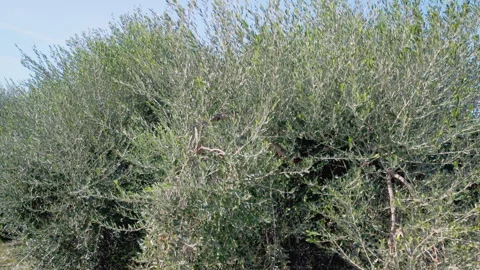 Aerial perspective of lush olive tree planting across rolling terrain Stock Footage 293228037