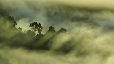 Aerial perspective of mist rolling through forest treetops. Video stock 308434766
