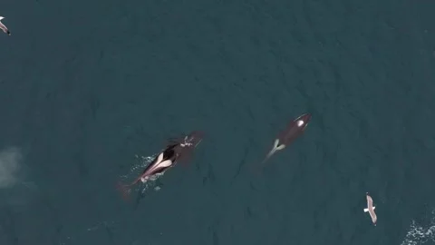 The aerial perspective provides an extraordinary view of orcas engaged in Stock Footage 252369832