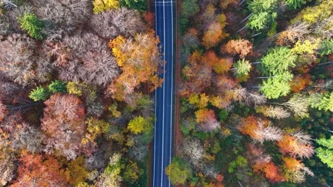 Aerial perspective of a road weaving through fall foliage, with morning sha.. Video stock 255767337